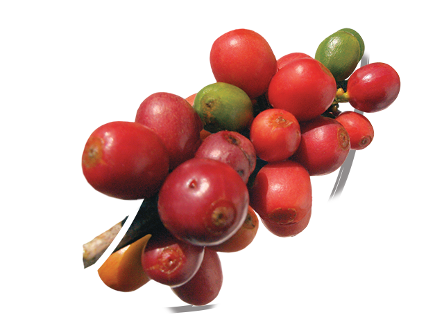 Roasted Robusta coffee beans