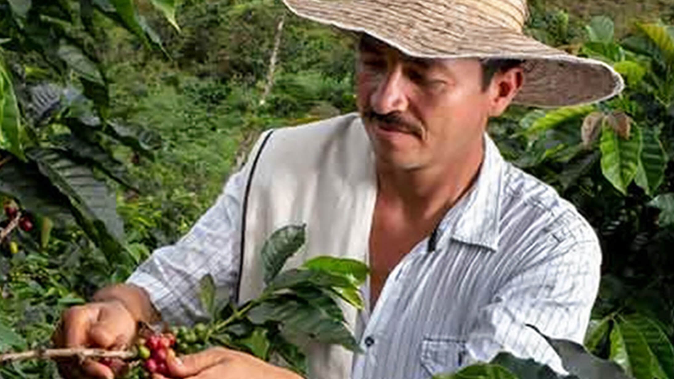 Coffee plantlets in a nursery